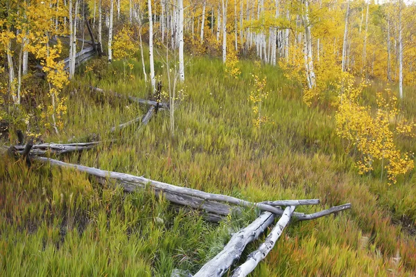 Colares gama, colorado — Fotografia de Stock