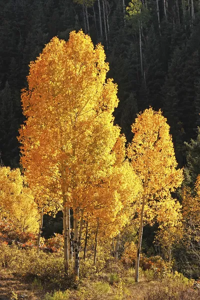 Árvores Aspen com cor de outono, San Juan National Forest, Colorado — Fotografia de Stock
