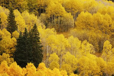 kavak ağaçları ile sonbahar renk, san juan Ulusal Ormanı, colorado