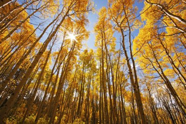 Aspen trees with fall color, San Juan National Forest, Colorado clipart