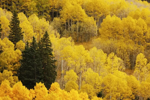 Aspen trees with fall color, Bosque Nacional de San Juan, Colorado — Foto de Stock