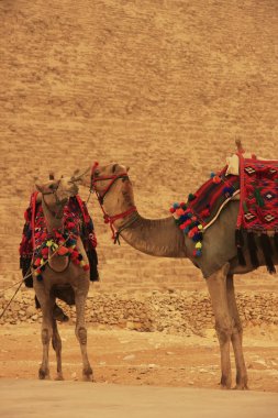 khafre, Kahire piramit tarafından ayakta Develer