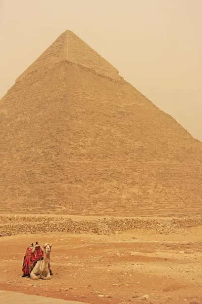 Camello descansando cerca de la Pirámide de Khafre, El Cairo — Foto de Stock