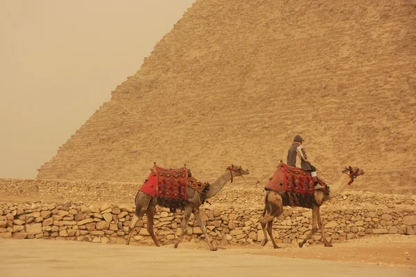 Kum fırtınası sırasında khafre Piramidi yakınında deve sürme Bedevi, — Stok fotoğraf