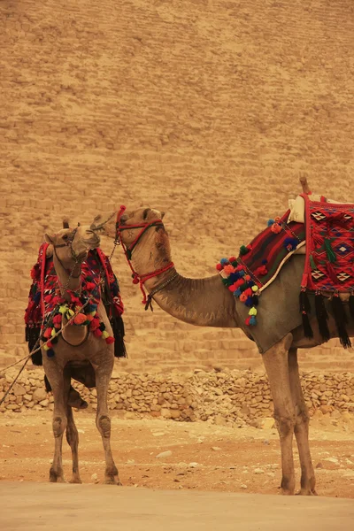 Camellos de pie junto a la Pirámide de Khafre, El Cairo —  Fotos de Stock