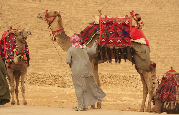 Beduino con camellos cerca de la Pirámide de Khafre, El Cairo —  Fotos de Stock