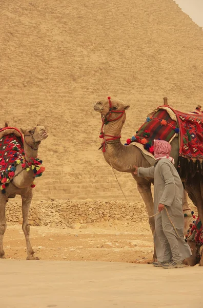 Beduino con camellos cerca de la Pirámide de Khafre, El Cairo —  Fotos de Stock