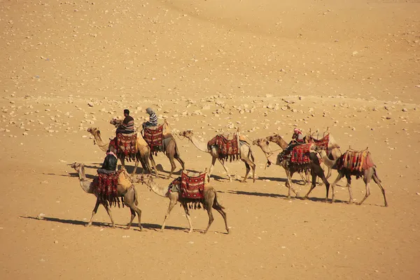 Beduini che cavalcano cammelli sull'altopiano di Giza, Il Cairo — Foto Stock