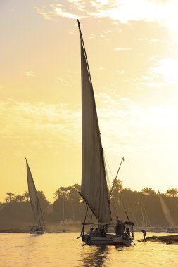 Felucca boats sailing on the Nile river at sunset, Luxor clipart