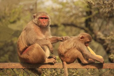 rhesus makak damat genç makak, yeni delhi