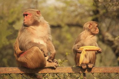 bir çit, yeni delhi oturan rhesus makak