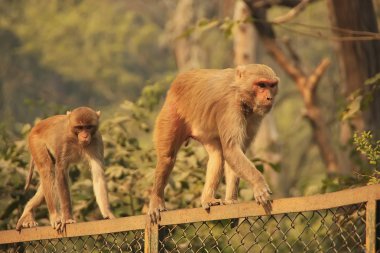 terracota antiguo techo, george town, penang, Malasia