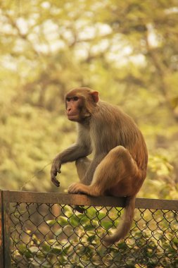 bir çit, yeni delhi oturan rhesus makak