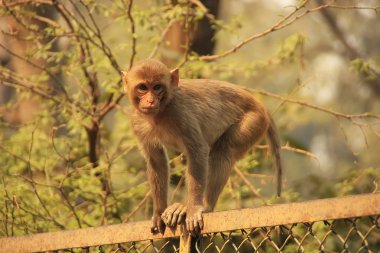 bir çit, yeni delhi yürüyen genç rhesus makak