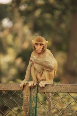 bir çit, yeni delhi oturan genç rhesus makak