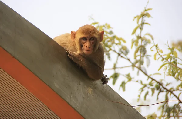 Rhesus Macaque en el techo de una parada de autobús, Nueva Delhi —  Fotos de Stock