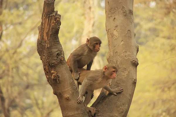 Pemuda Rhesus Macaques duduk di pohon, New Delhi — Stok Foto