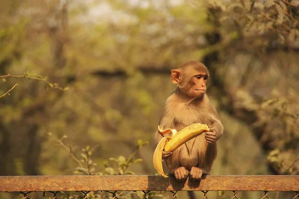 Young Rhesus Macaque eating banana, New Delhi — Stock Photo, Image