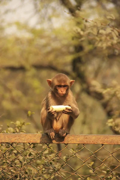 Jovem Rhesus Macaque comer banana, Nova Deli — Fotografia de Stock
