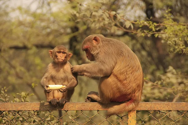 Rhesus Macaque memelihara kera muda, New Delhi — Stok Foto