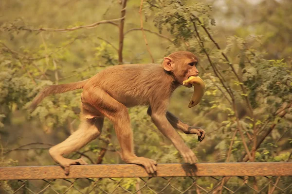 Joven Rhesus Macaque caminando sobre una valla, Nueva Delhi —  Fotos de Stock