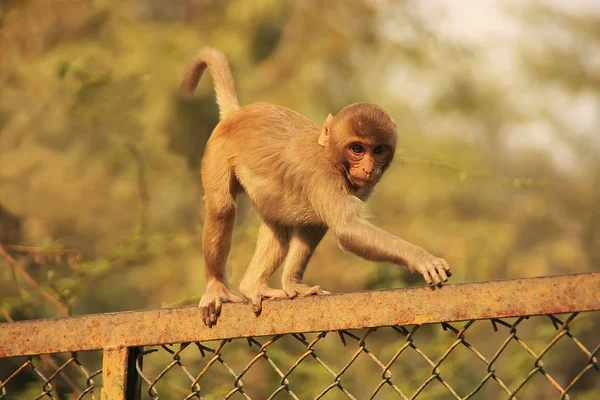 Joven Rhesus Macaque caminando sobre una valla, Nueva Delhi —  Fotos de Stock