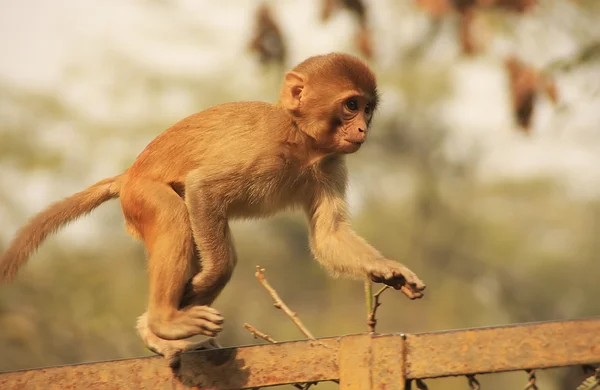 Joven Rhesus Macaque caminando sobre una valla, Nueva Delhi — Foto de Stock