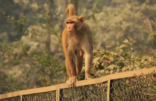 Rhesus makak yürüyen bir çit, yeni delhi — Stok fotoğraf