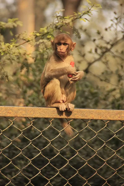 Rhesus Macaque comer cenoura, Nova Deli — Fotografia de Stock