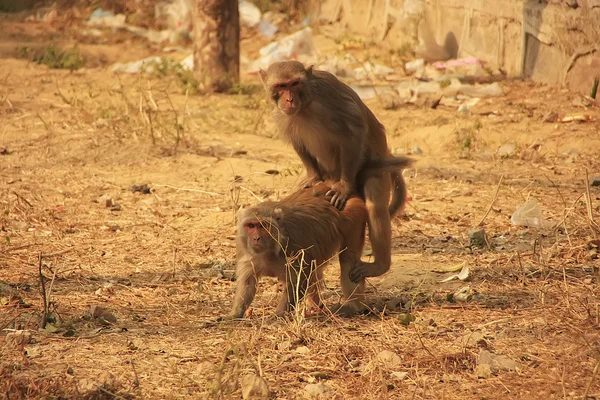 Rhesus Makaker spelar i street, new delhi — Stockfoto