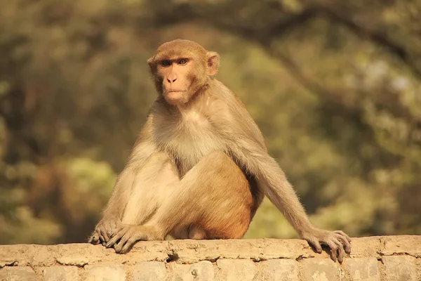 Rhesus Macaque sentado em uma cerca na rua, Nova Deli — Fotografia de Stock
