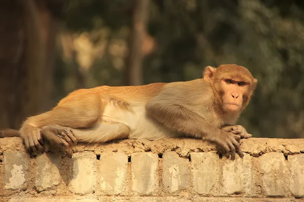 Rhesus Macaque que põe em uma cerca, Nova Deli — Fotografia de Stock