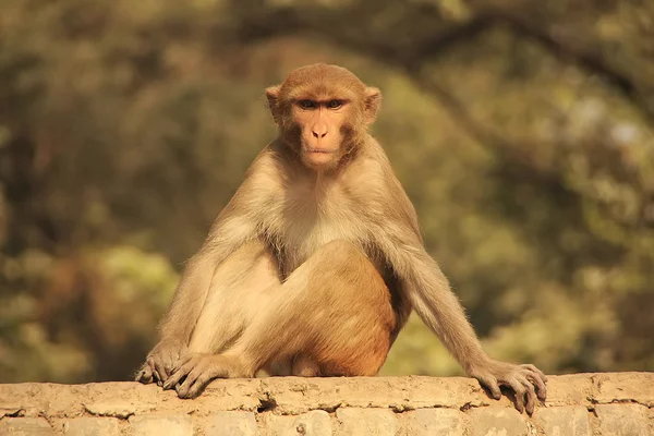 Rhesus Macaque sentado en una cerca en la calle, Nueva Delhi —  Fotos de Stock