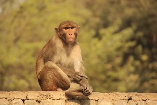 Rhesus Macaque sentado en una cerca en la calle, Nueva Delhi — Foto de Stock