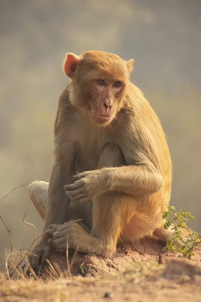 Rhesus Macaque sitting at Tughlaqabad Fort, New Delhi — Stock Photo, Image