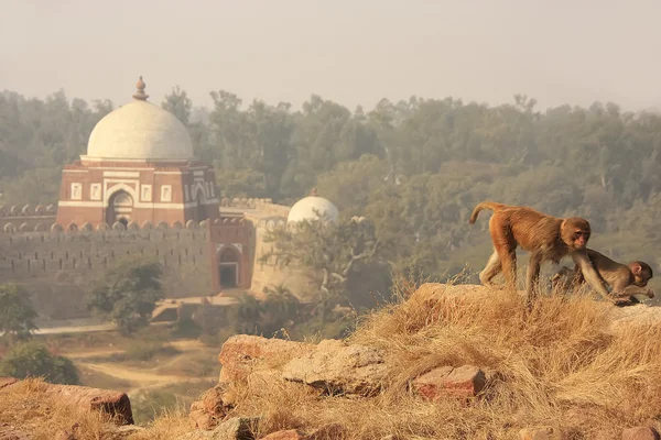 猕猴在新德里 tughlaqabad 堡走 — 图库照片