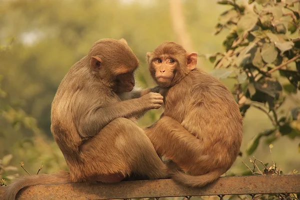 Rhesus Makaker grooming varandra, new delhi — Stockfoto