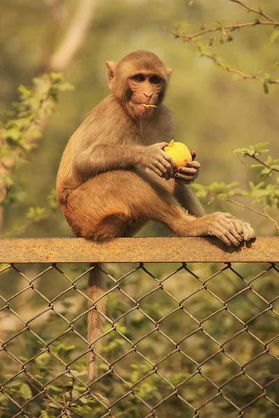 Rhesus Macaque comer uma maçã, Nova Deli — Fotografia de Stock