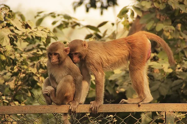 Young Rhesus Macaques standing on a fence, New Delhi — Stock Photo, Image