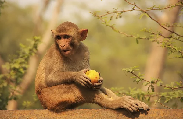 Rhesus Macaque comer uma maçã, Nova Deli — Fotografia de Stock