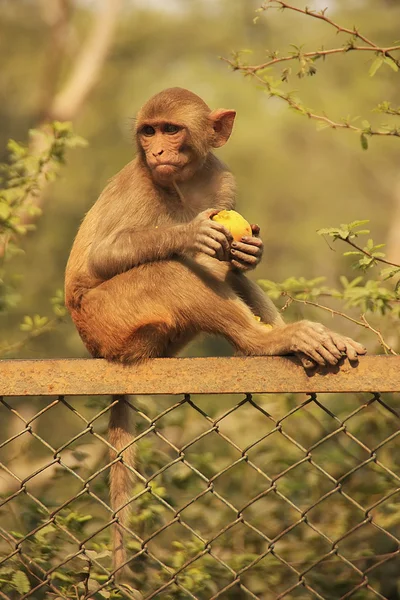 Rhesus Macaque comer uma maçã, Nova Deli — Fotografia de Stock