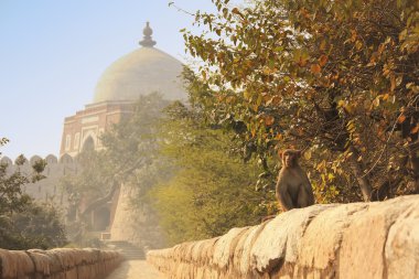 ghiyath el-din Tuğluk, Türbesi ile oturan rhesus makak t