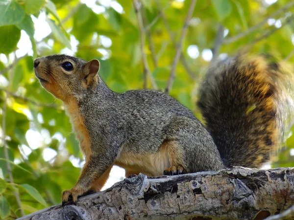 Zorro oriental Ardilla sentada en un árbol —  Fotos de Stock