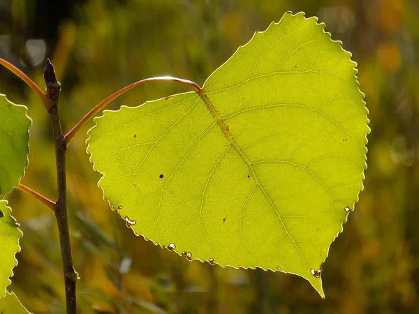 Κοντινό πλάνο σε φύλλα δέντρο cottonwood — Φωτογραφία Αρχείου