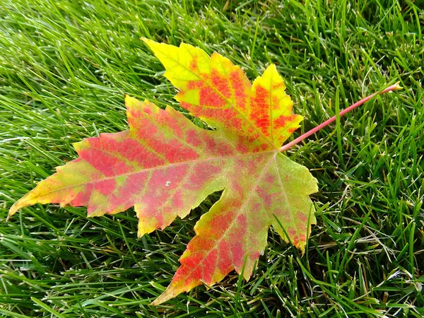 Кленовий лист дерева на зеленій траві — стокове фото