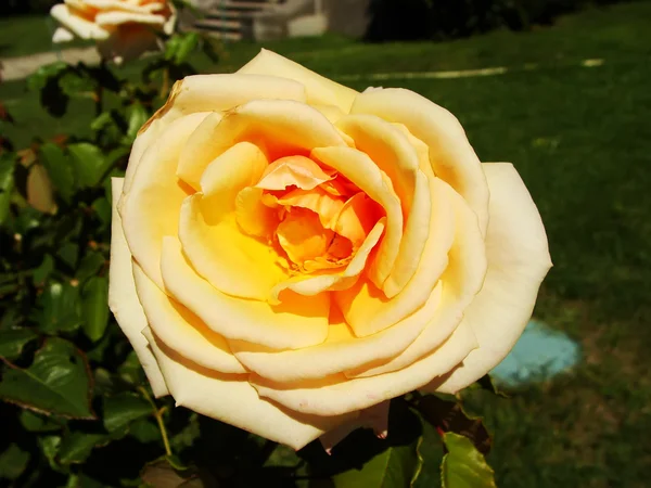 Närbild på en ros, masandra palace trädgård, Krim halvön — Stockfoto