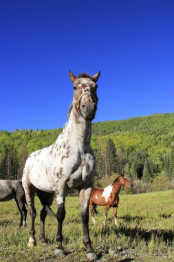 American quarter horse in a field, Rocky Mountains, Colorado clipart