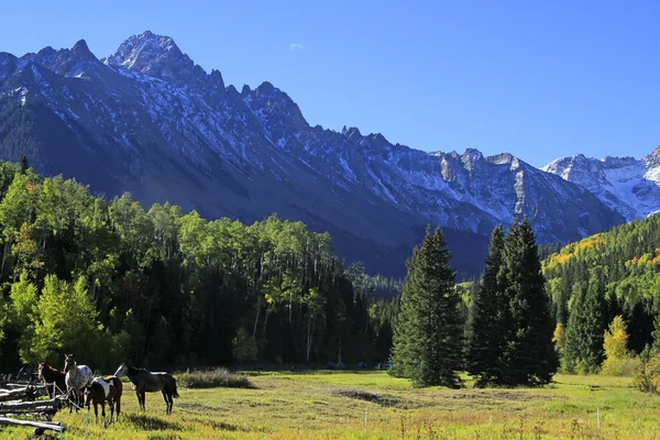 Amerikanisches Viertelpferd im Feld, felsige Berge, colorado — Stockfoto