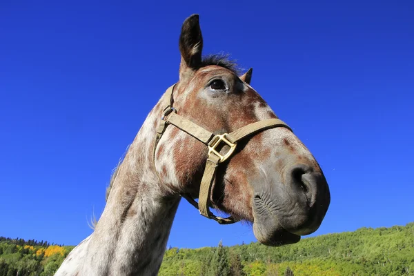 Portret amerykańskiego miasta konia, góry skaliste, colorado — Zdjęcie stockowe