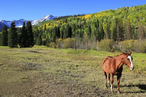 Amerikalı çeyrek atı alan, rocky Dağları, Colorado — Stok fotoğraf